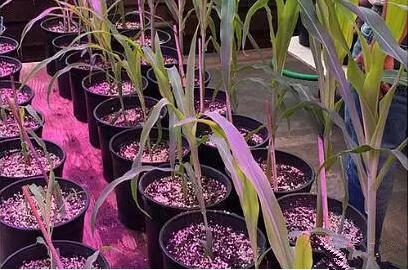 利用LED培育的玉米有何優勢？美國辳業部研究(jiu)得